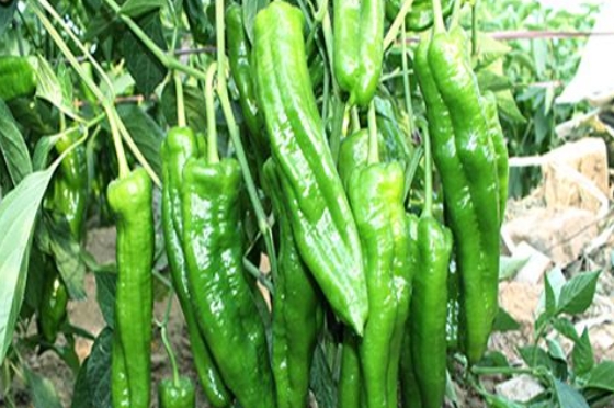 好消息：十畝地的豫藝順美早椒賣(mài)了15萬(wàn)！